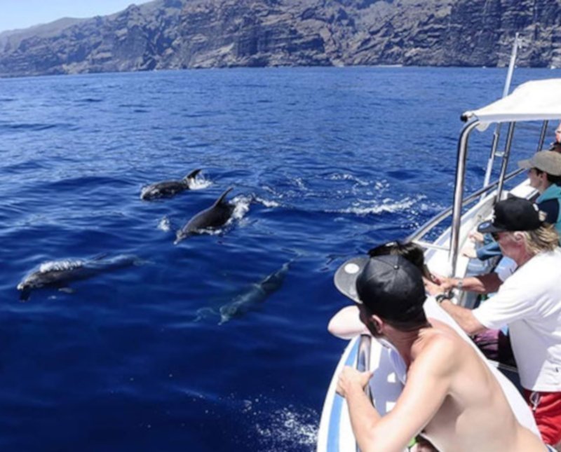 Costa Adeje things to do - Whale and Dolphin watching