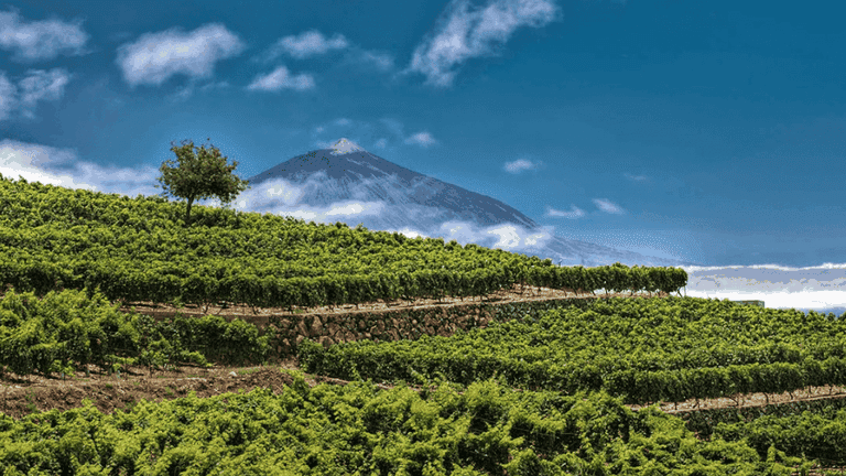Costa Adeje things to do - Wine tours