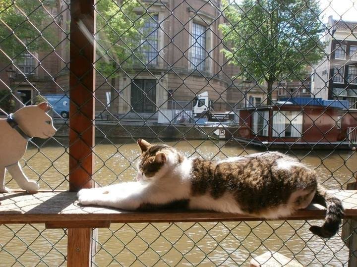 Things to do in Amsterdam - Cat Boat