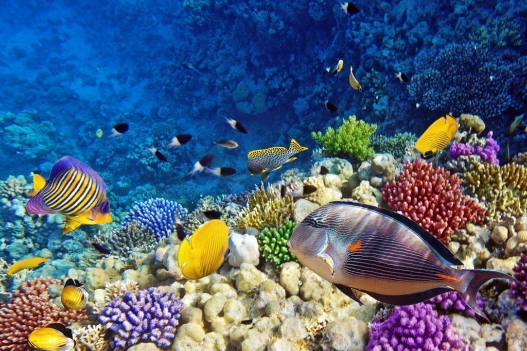 Egypt tours - diving in Red Sea.
