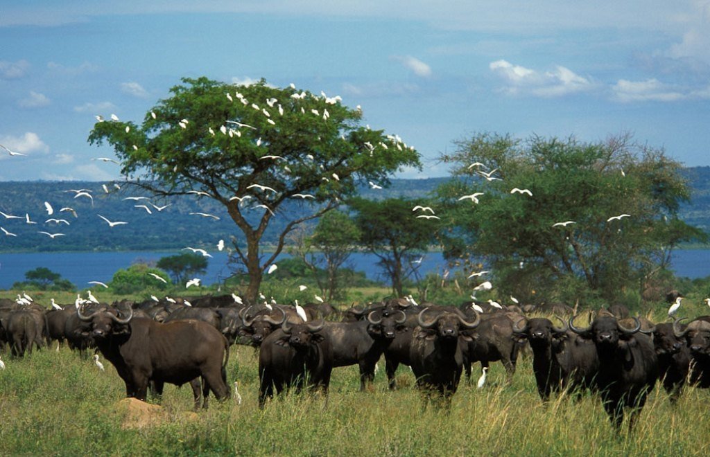 African Safari - wildlife by the lakes