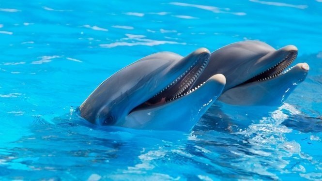 Things to do in Tenerife - swim with Dolphins