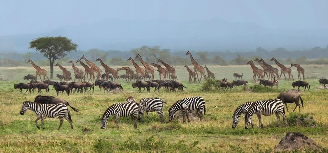 Tanzania Safari - Migration