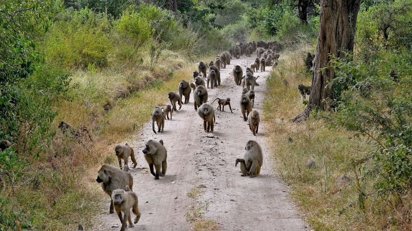 African Safari - baboons could be dangerous!