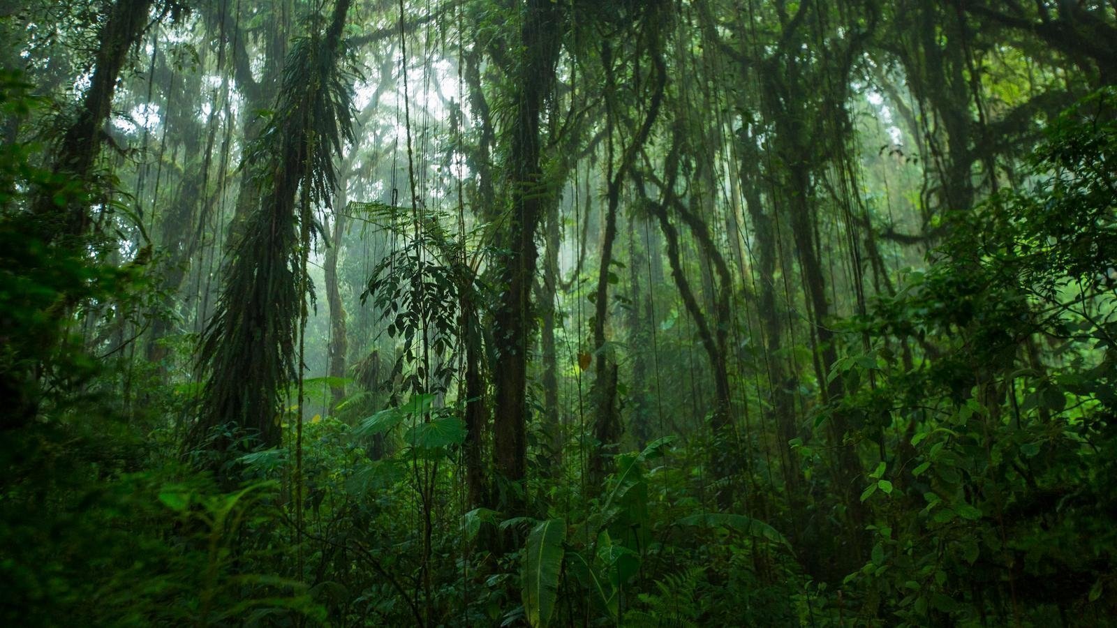 Costa Rica tours - rainforest
