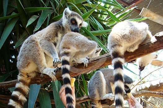 What to do in Tenerife - Monkey Park