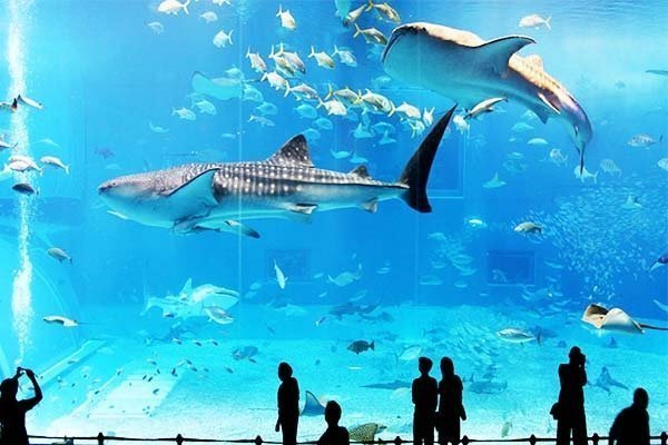 Things to do in Lisbon - the Oceanarium