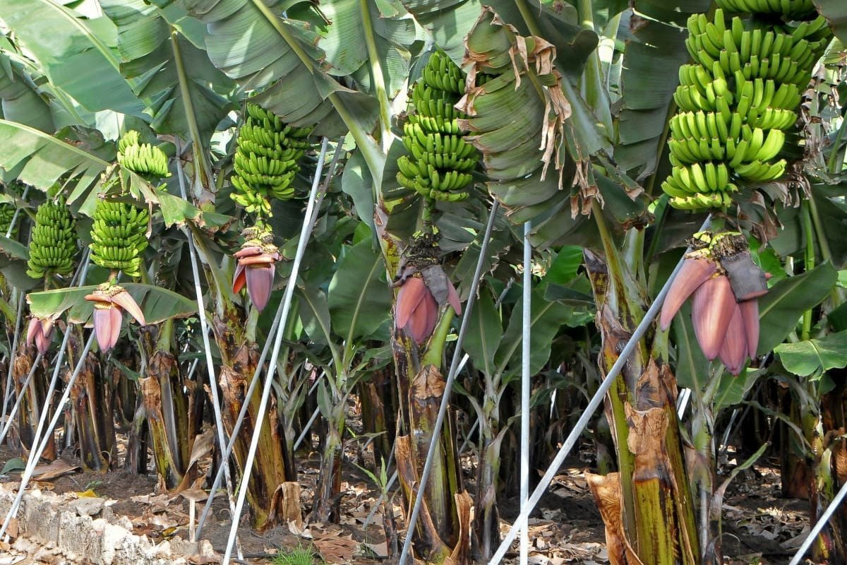 Банановые пальмы Тенерифе