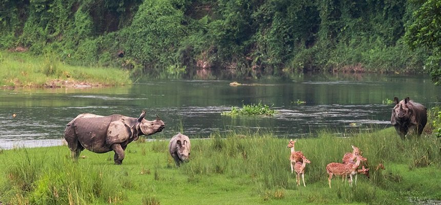 Visit Chitwan National park - a thing to do for wildlife lovers in Nepal
