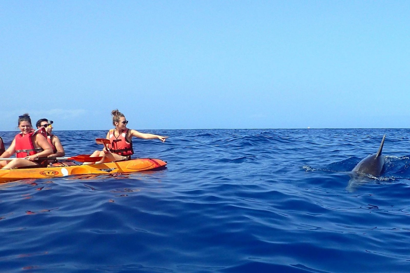 Things to do in Tenerife - Dolphin watching from Kayak