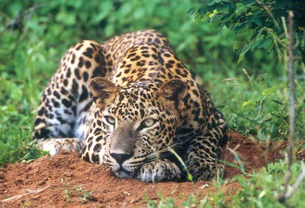 Things to do in Sri Lanka - Uda Walawe National Park